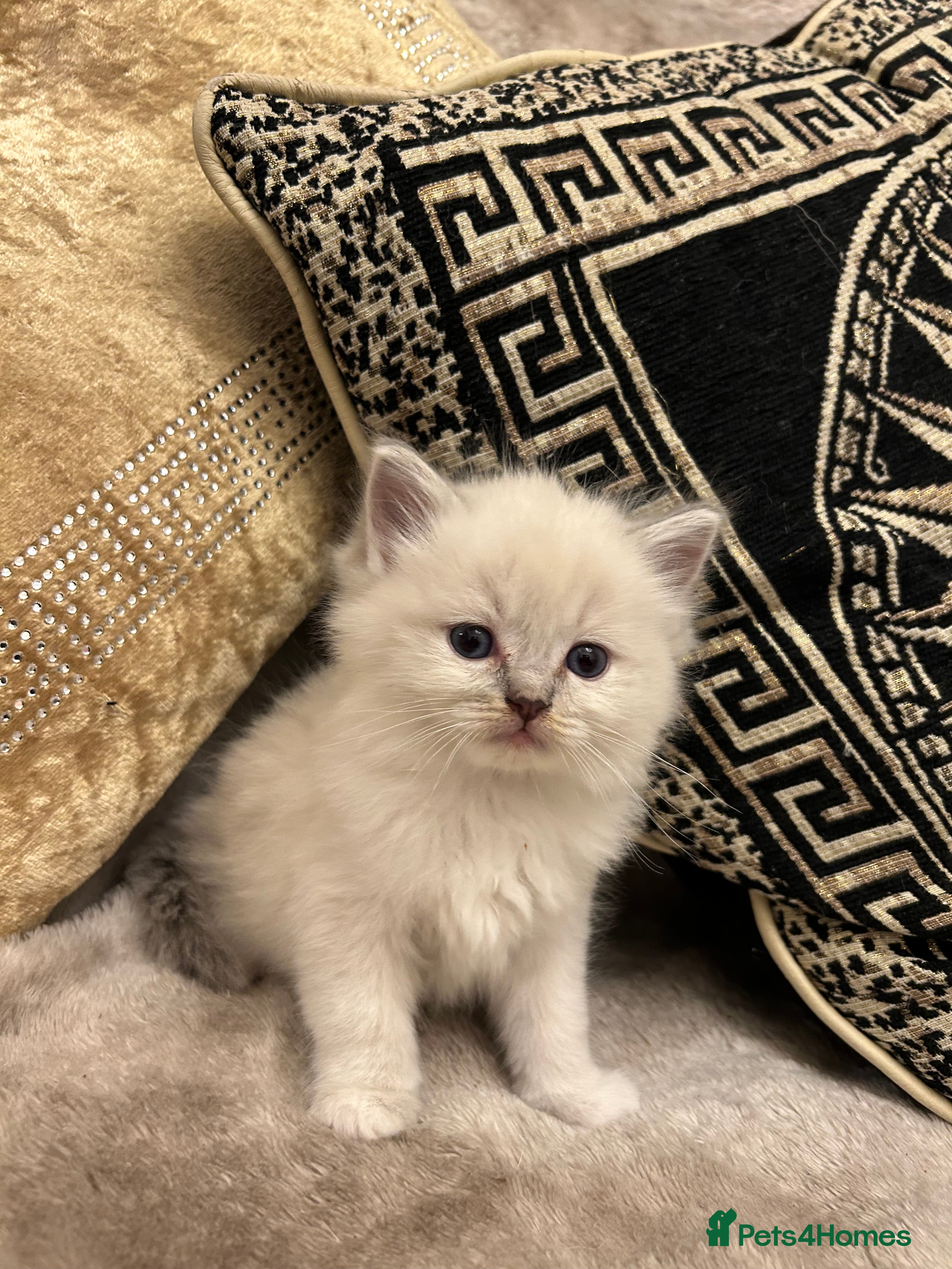 Ragdoll cats Beautiful Ragdolls ( 1 FEMALE LEFT!! )  - Advert 1