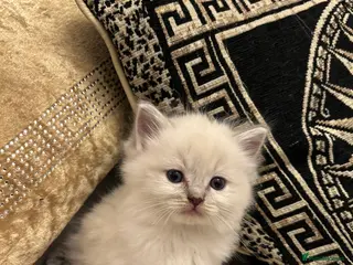 Ragdoll cats Beautiful Ragdolls ( 1 FEMALE LEFT!! ) - Advert 1