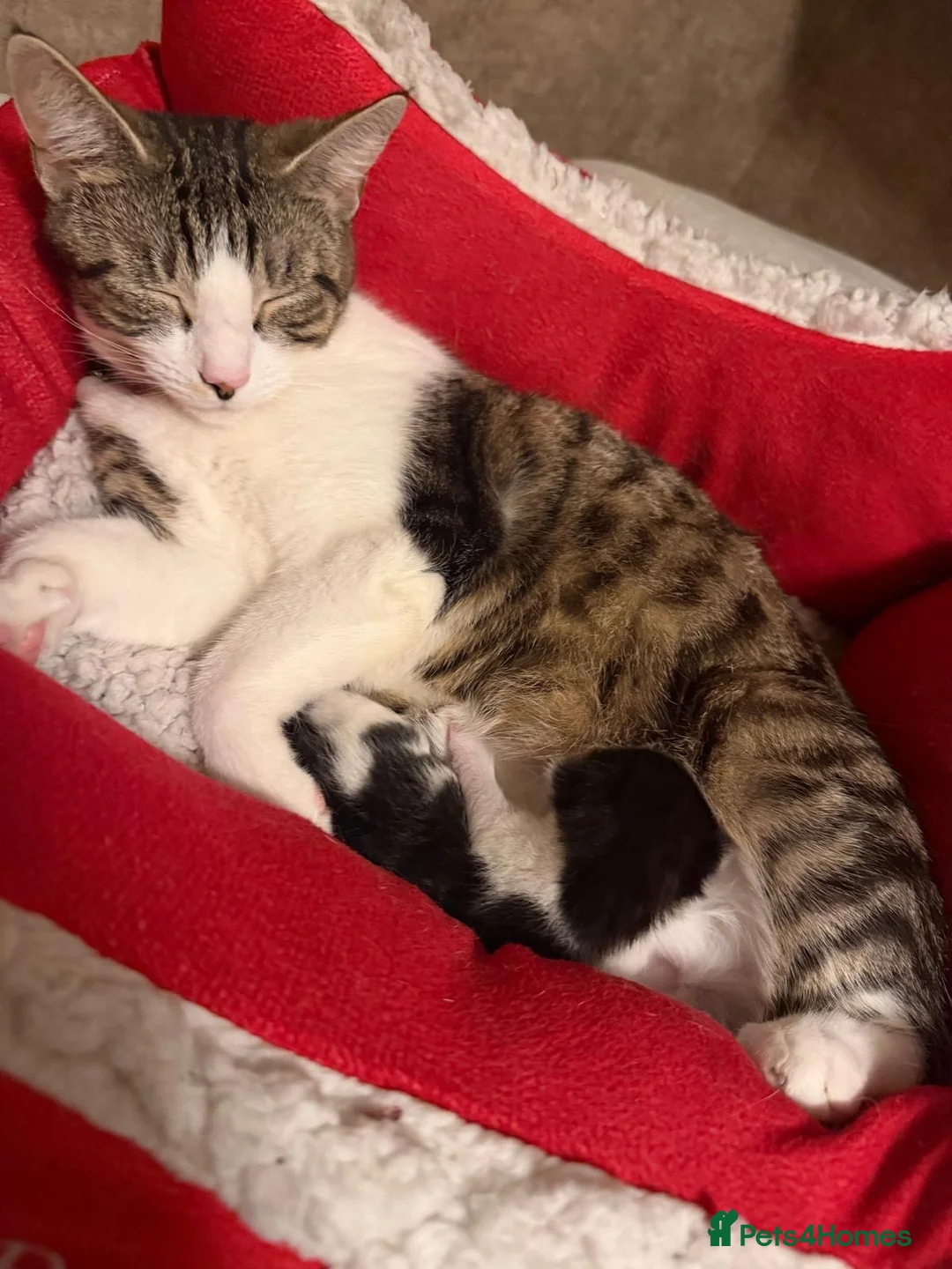 Mixed Breed cats for sale: Female Kitten  - Advert 2