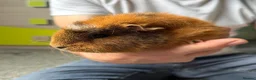 Guinea Pig rodents for sale:  Two Girl Guinea Pigs Brownie and Dusty with setup - Advert 3