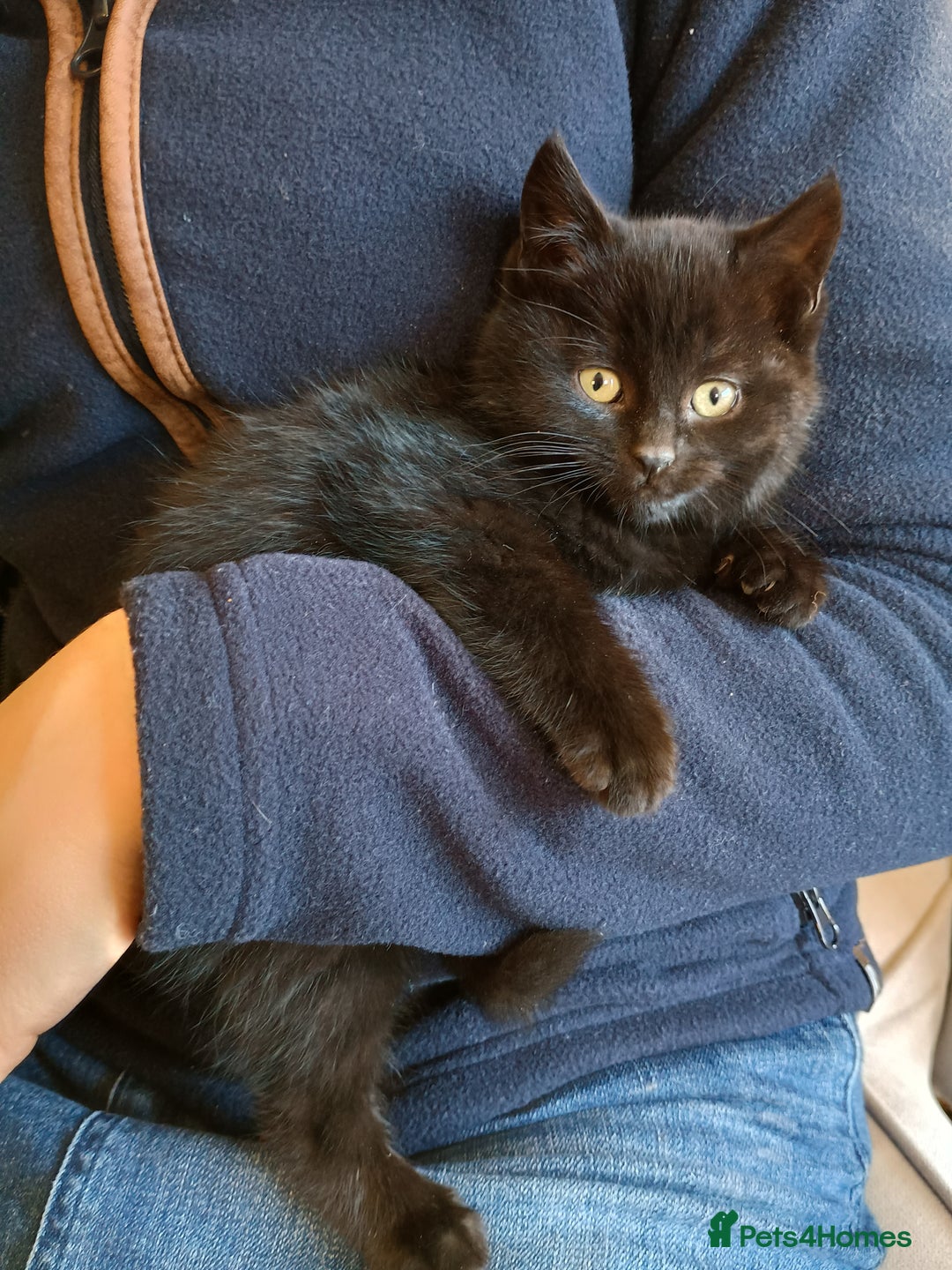 Mixed Breed cats for sale: Kittens for sale - Advert 4