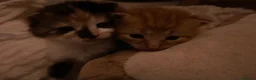 Mixed Breed cats for sale: 5 Adorable kittens and Mummy  - Advert 2