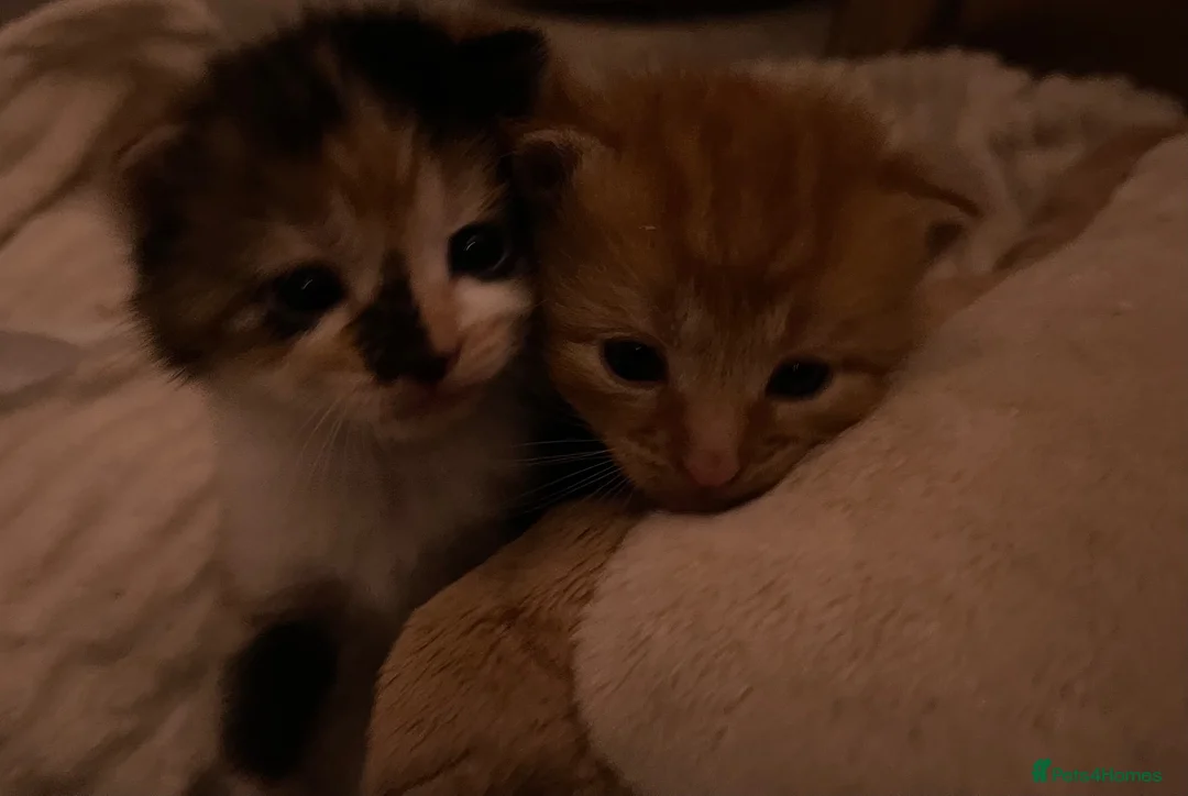 Mixed Breed cats for sale: 5 Adorable kittens and Mummy  - Advert 2