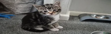 Domestic Shorthair Kitten 2