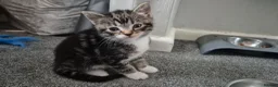 Domestic Shorthair cats for sale: 1 Tabby and white Male, 1 all Black Female kitten - Advert 7
