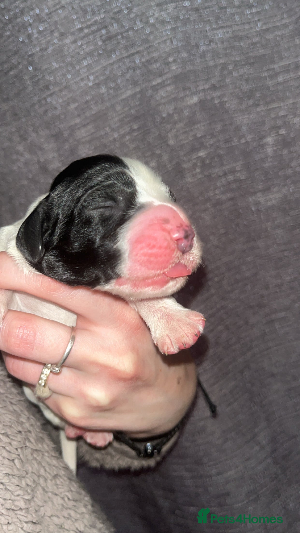 Sprocker Puppy 4