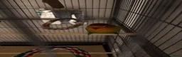 Lovebirds birds for sale: Love bird with XL cage and Large cage  in London - Advert 3
