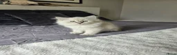Siberian cats for sale: 2 lovely Siberians left ! - Advert 9