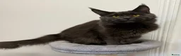 Maine Coon cats for sale: Pedigree GCCF Russian Kazakhstan import line - Advert 30