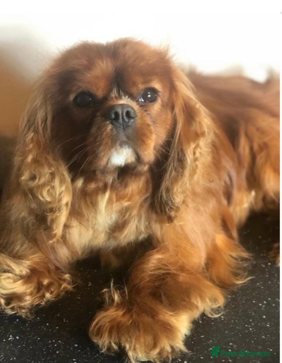 Cavapoo dogs for sale: Ready now, extensively health tested F1 cavapoo - Advert 5