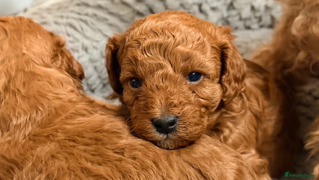 Toy Poodle dogs for sale: Toy poodles  in Dungannon - Advert 3