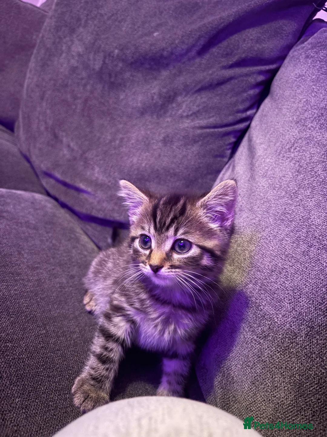 Mixed Breed cats for sale: Male kitten  - Advert 2