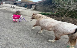 Welsh Section A horses for sale: Toni The Pony 10.3hh Mare 🦄 - Image 7