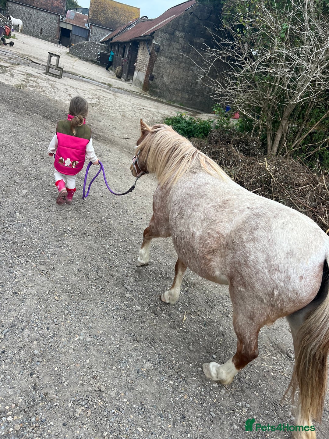 Welsh Section A horses for sale: Toni The Pony 10.3hh Mare 🦄 - Image 7