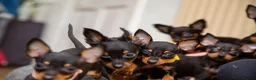 Miniature Pinscher dogs for sale: Miniature pinchers in Chatham - Advert 13
