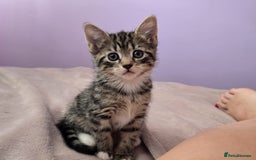 Domestic Shorthair cats for sale: 🐾Playful Kittens -Tabby or black/white🐾 - Image 4