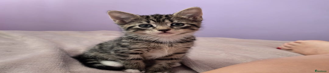 Mittens (GIRL)