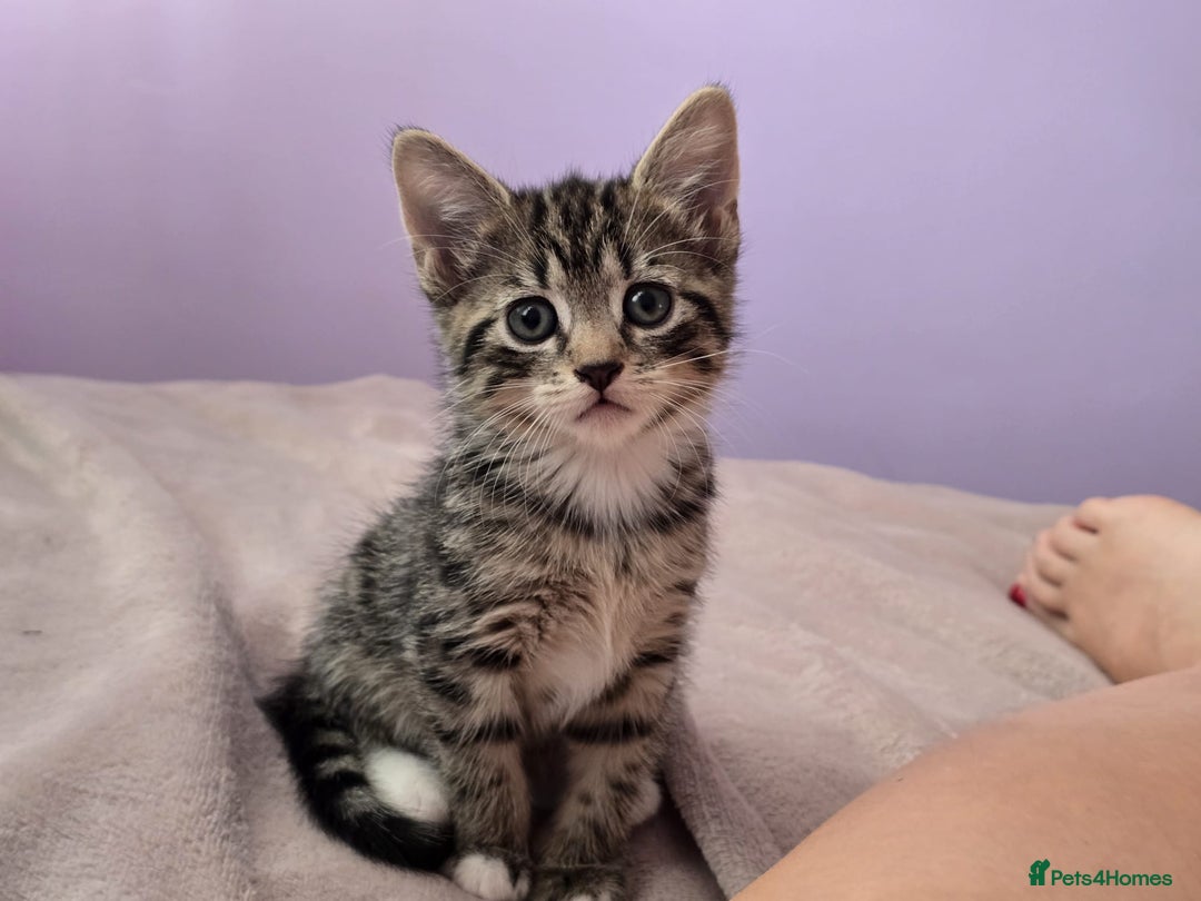 Domestic Shorthair cats for sale: 🐾Playful Kittens -Tabby or black/white🐾 - Image 4