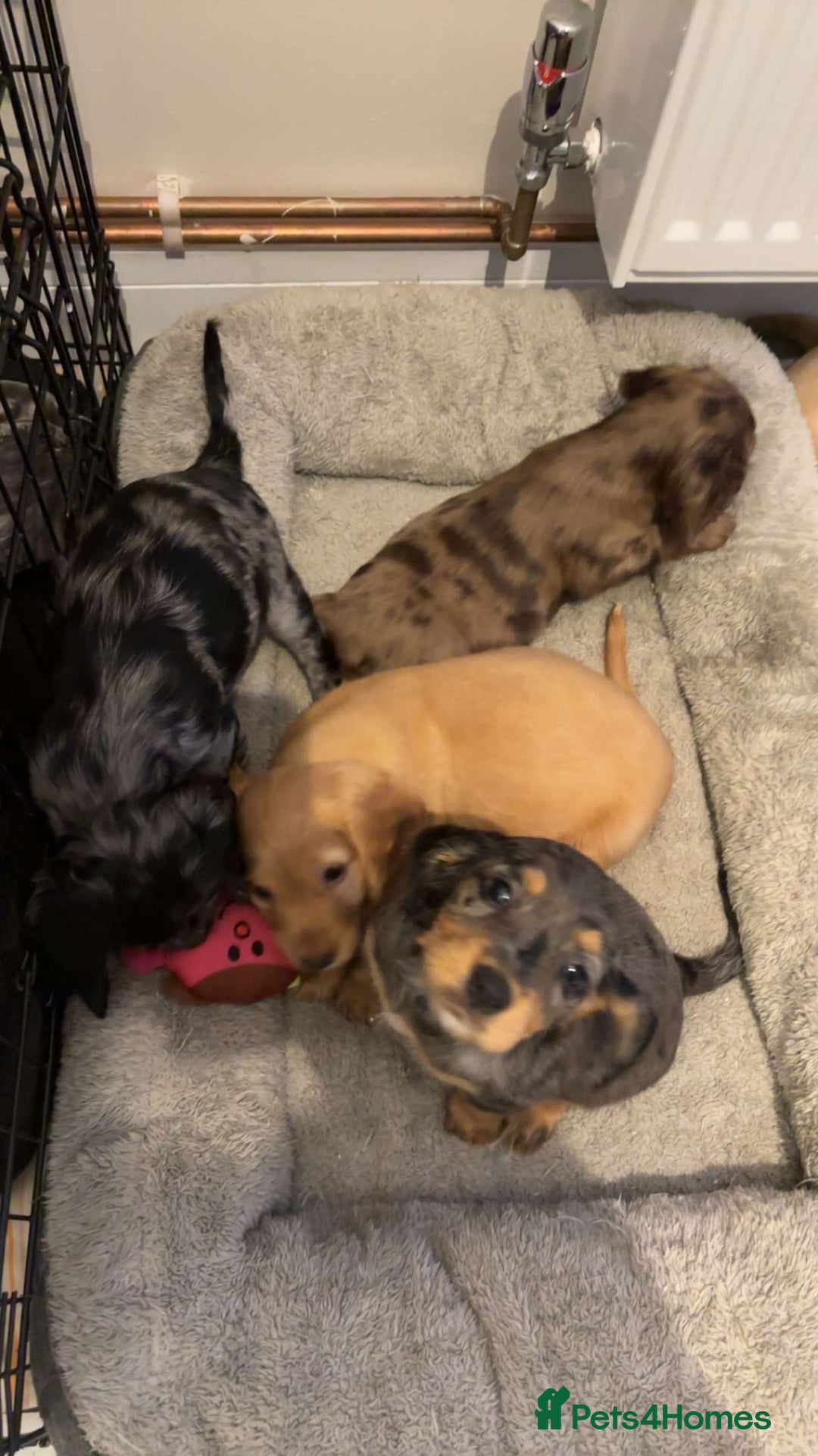 Cocker Spaniel dogs for sale: Cute show type very rare colours dna health tested - Image 4