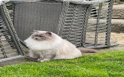 Ragdoll cats for sale: Active chocolate Tabby Girl  - Image 5