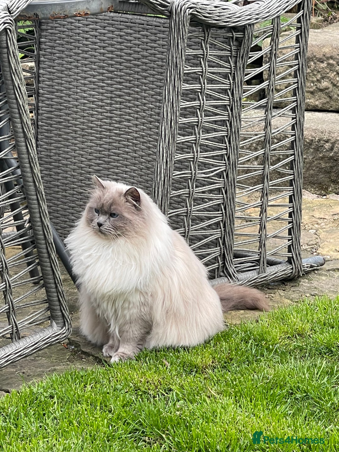 Ragdoll cats for sale: Active chocolate Tabby Girl  - Image 5
