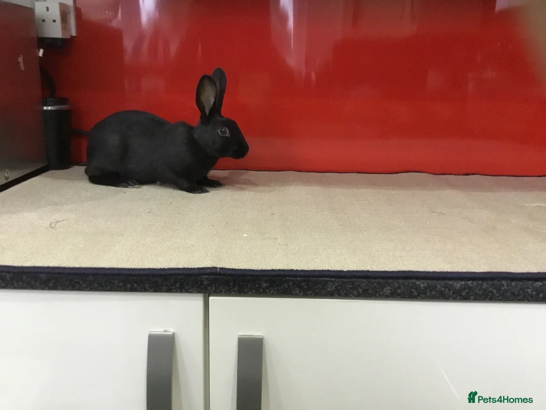 English Spot rabbits for sale: English Rabbits for sale  - Advert 2