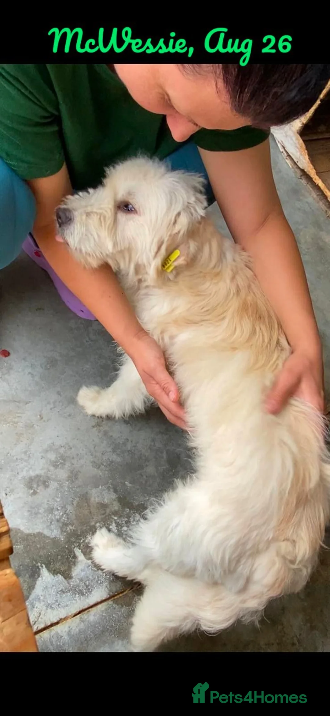 Mixed Breed dogs for adoption: McWessie, 2-3 yrs old. Available for adoption. - Advert 2