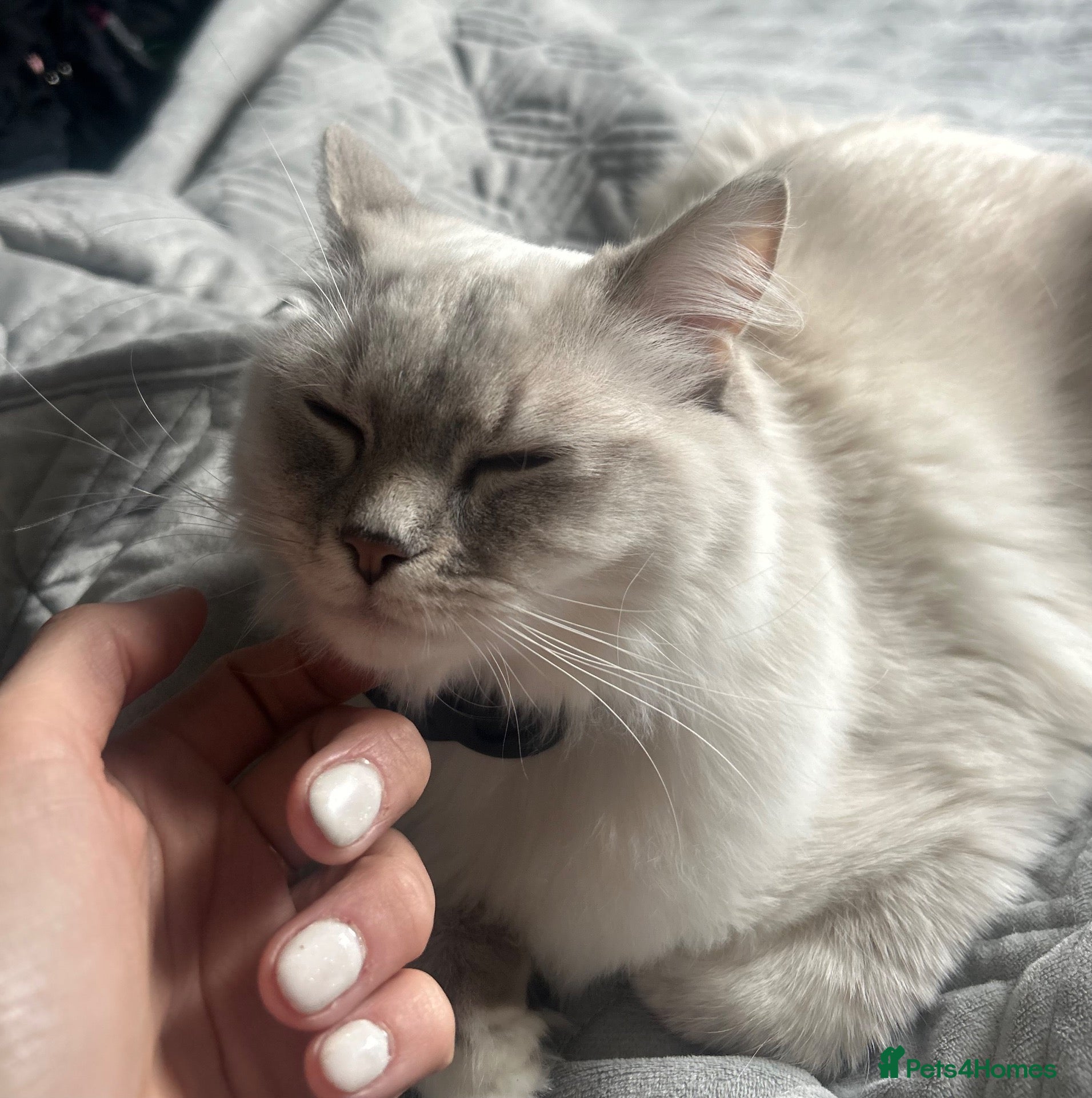 Ragdoll cats for sale: Two ragdoll females. - Advert 10