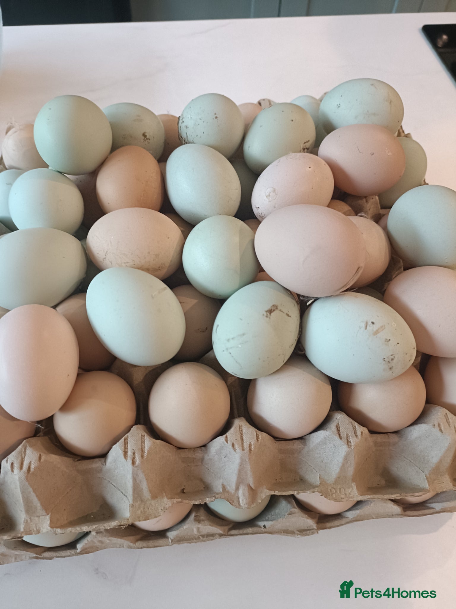 Chickens poultry Cream Legbar /Blue Splash Orpington Hatching Eggs  - Advert 2
