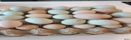 Chickens poultry for sale: Cream Legbar /Blue Splash Orpington Hatching Eggs  - Advert 1