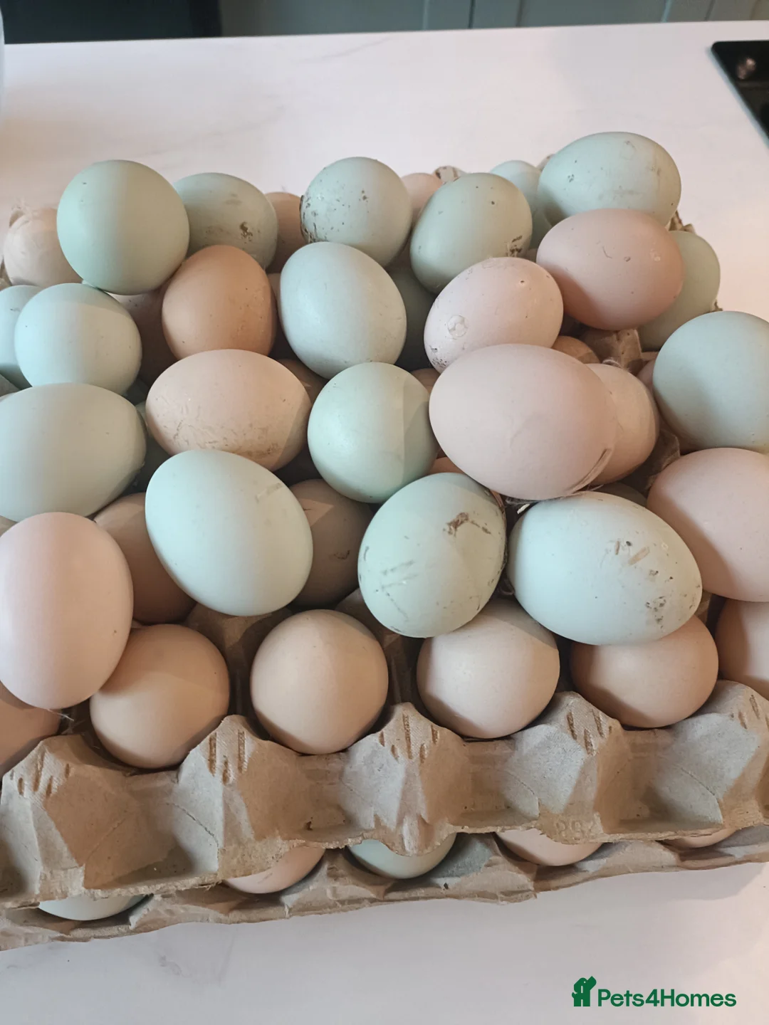 Chickens poultry for sale: Cream Legbar /Blue Splash Orpington Hatching Eggs  - Advert 1