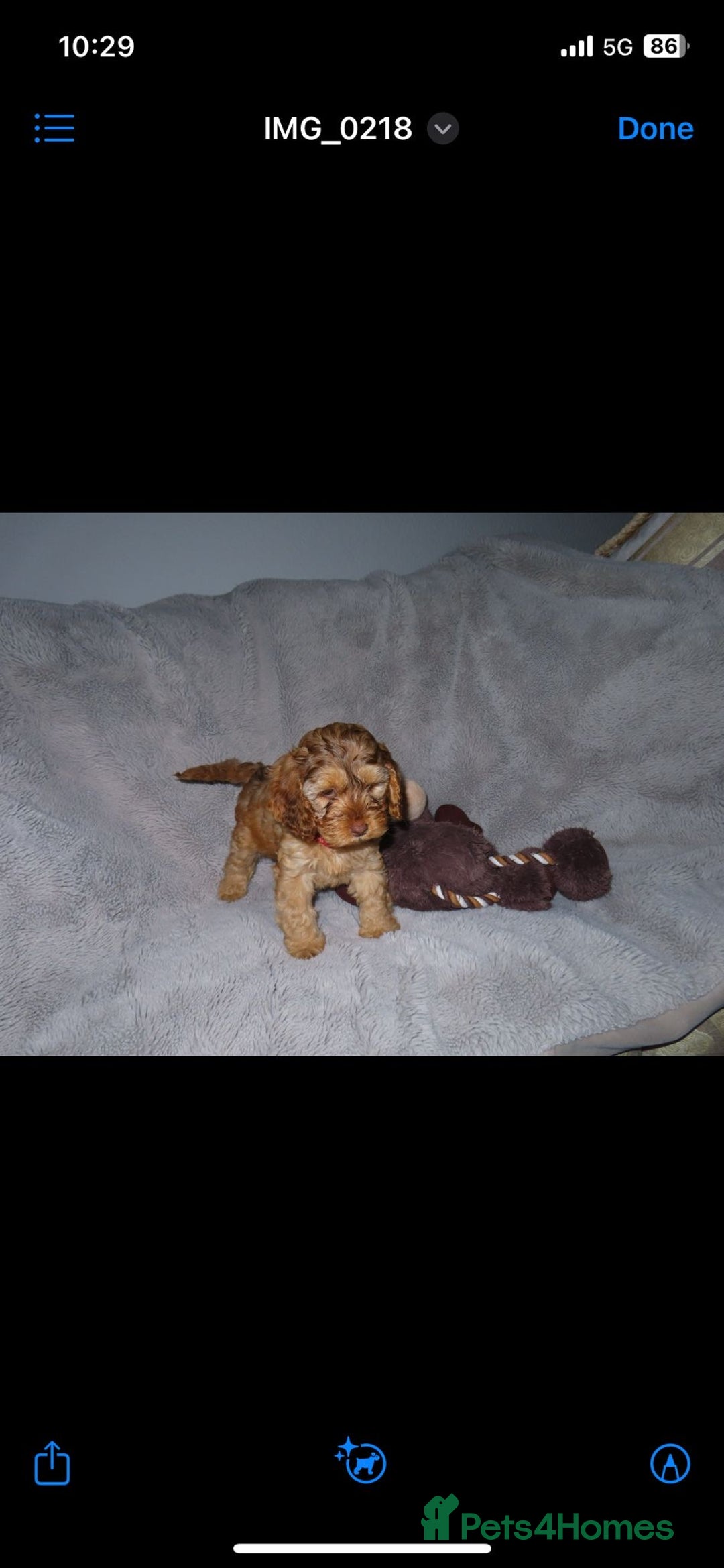 Cockapoo dogs for sale: Cockerpoo puppies  - Advert 20