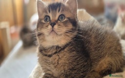 Scottish Fold cats for sale: TICA registered Scottish Fold ready to collect  - Image 11