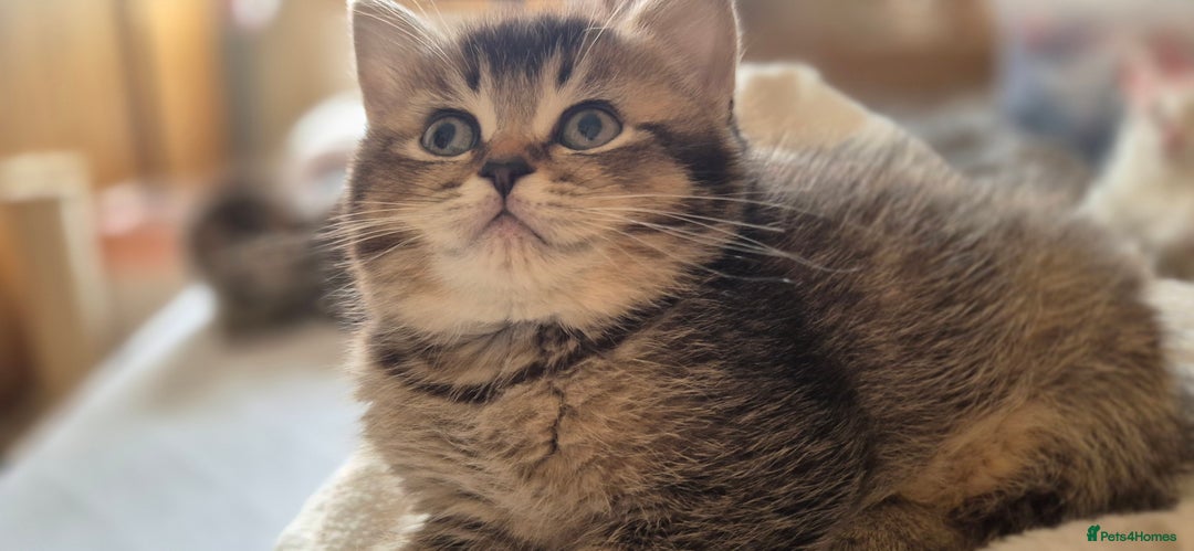 Scottish Fold cats for sale: TICA registered Scottish Fold ready to collect  - Image 11
