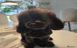 Toy Poodle dogs for sale: Asian toy poodle  - Image 9