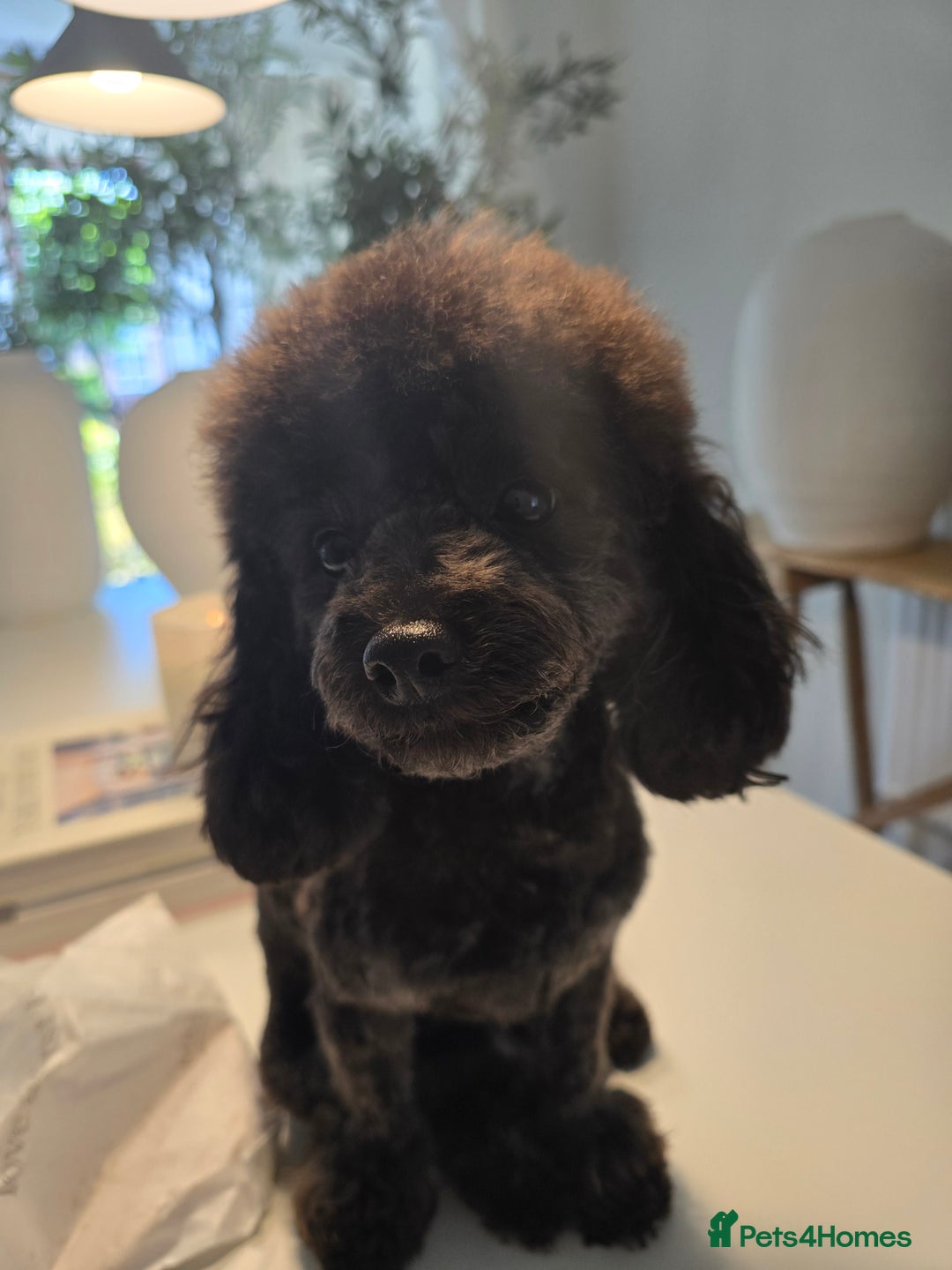 Toy Poodle dogs for sale: Asian toy poodle  - Image 9