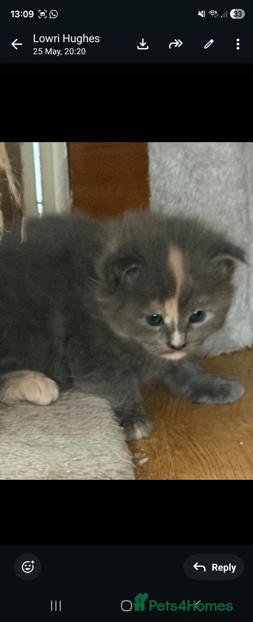 Maine Coon cats for sale: 1 male & 1 female maine coone kittens.  - Advert 10