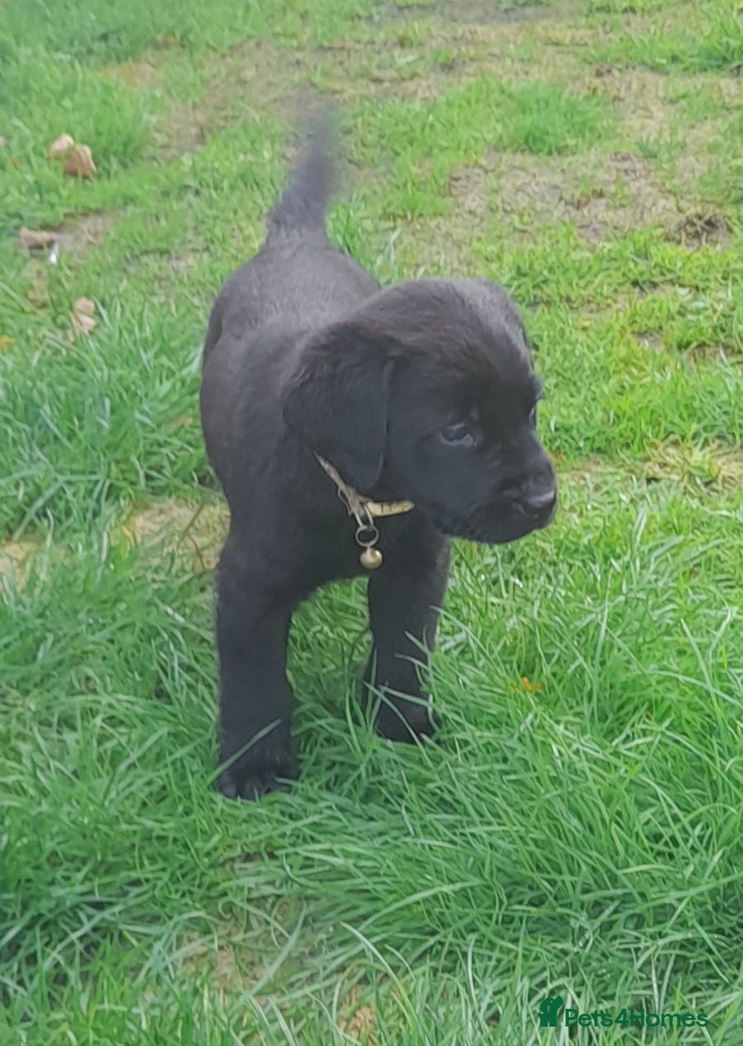Labrador Retriever dogs for sale: Labrador puppies - Image 6