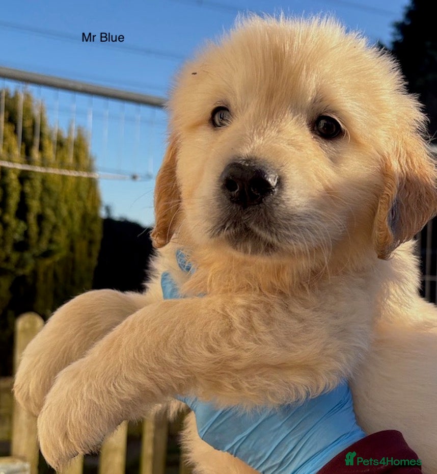 Golden Retriever dogs Gorgeous KC Registered Goldies. 5 Star Reg.Breeder - Advert 18