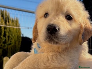 Golden Retriever dogs Gorgeous KC Registered Goldies. 5 Star Reg.Breeder - Advert 18