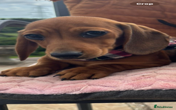 Miniature Dachshund dogs for sale: BEAUTIFUL KC REG & PRA CLEAR MINIS - 0% inbreeding - Image 30