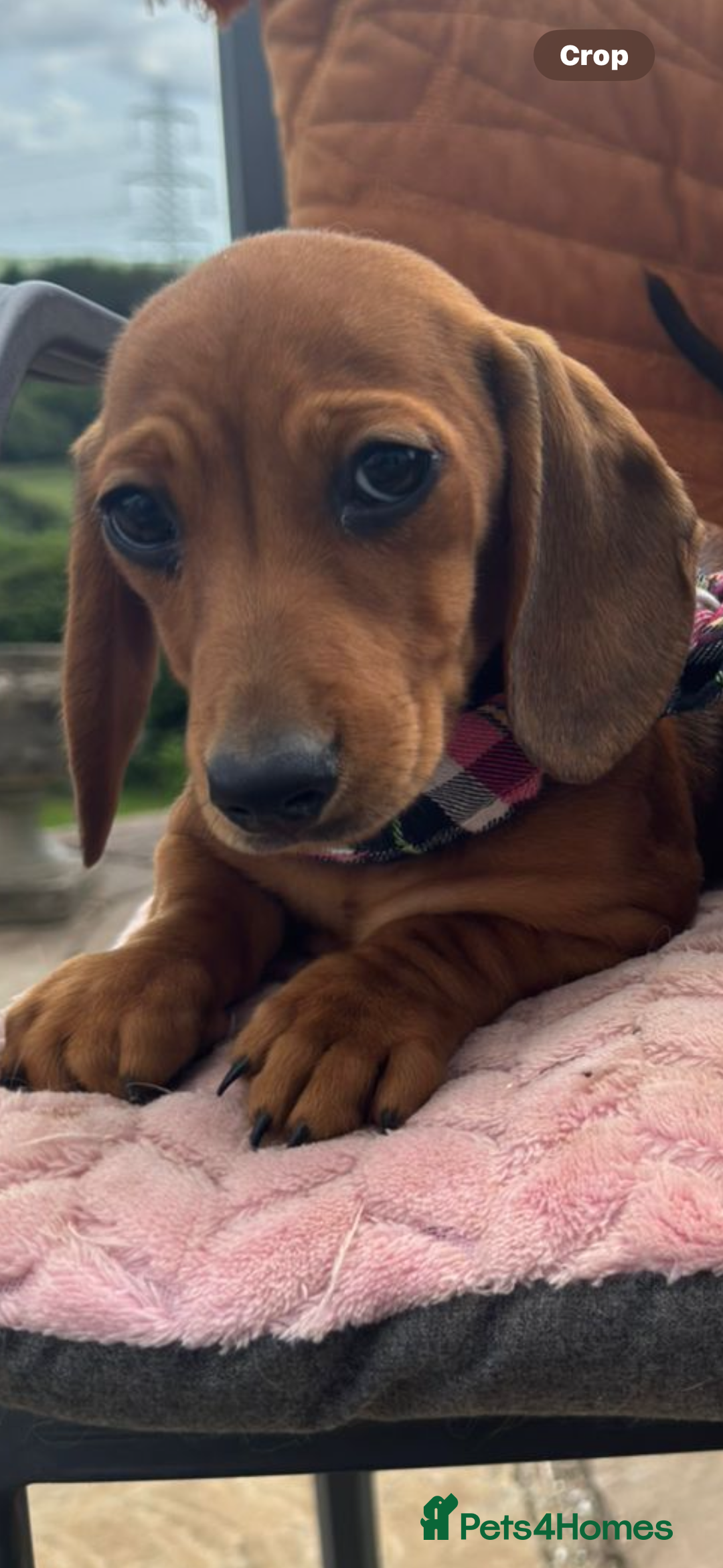 Miniature Dachshund dogs for sale: BEAUTIFUL KC REG & PRA CLEAR MINIS - 0% inbreeding - Image 30