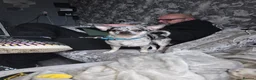 Mixed Breed dogs for sale: Beautiful French bulluahas  - Advert 3