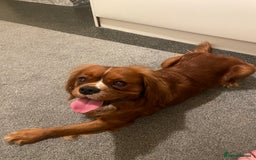 Cavalier King Charles Spaniel dogs for sale: Meet Benji the most loving dog you will ever meet - Image 1