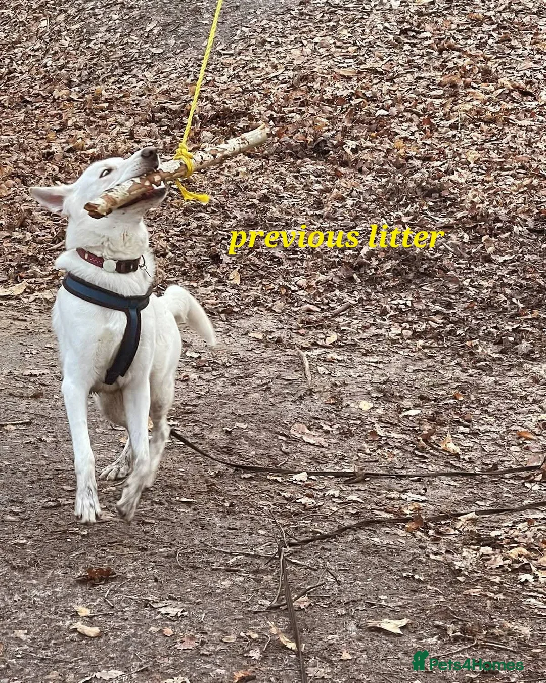 Mixed Breed dogs for sale: Golden shepherd - Advert 23