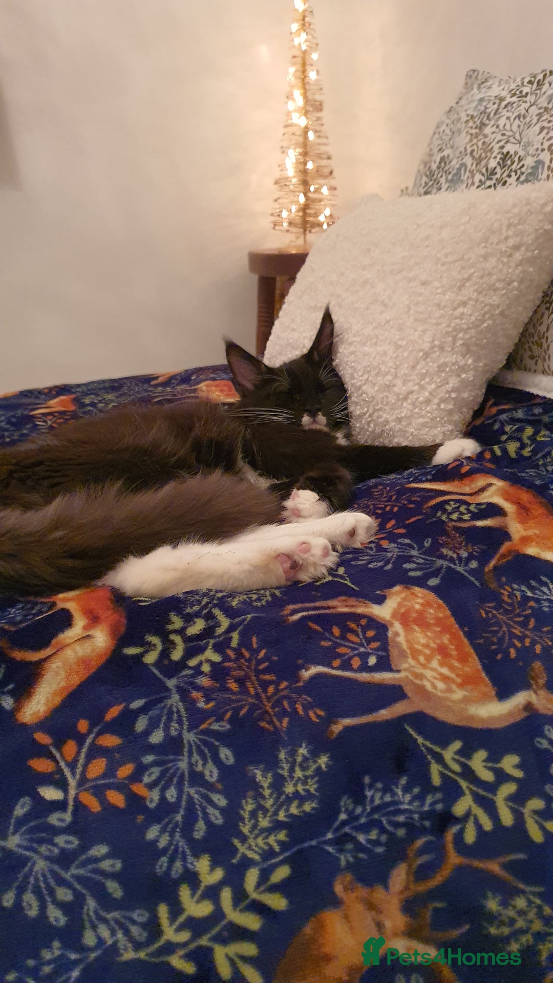 Maine Coon cats for sale: Big Maine Coon Kitten  - Advert 5