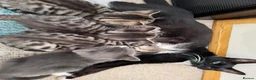 Mixed Breed cats for sale: Gorgeous grey/black tabby & grey girl kittens - Advert 2