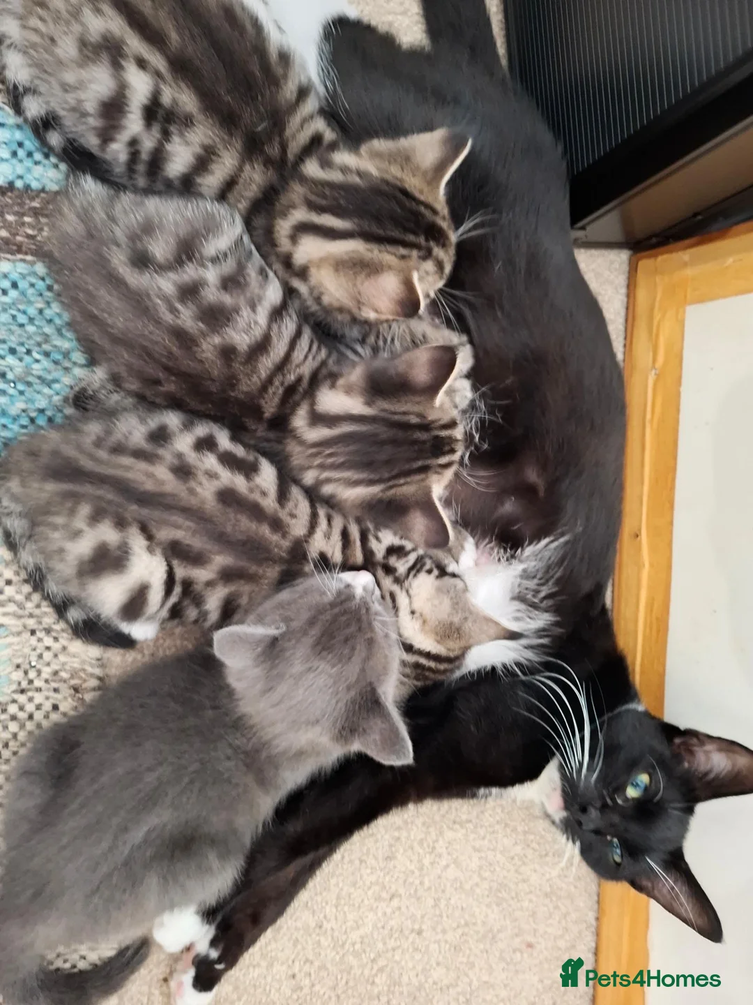 Mixed Breed cats for sale: Gorgeous grey/black tabby & grey girl kittens - Advert 2