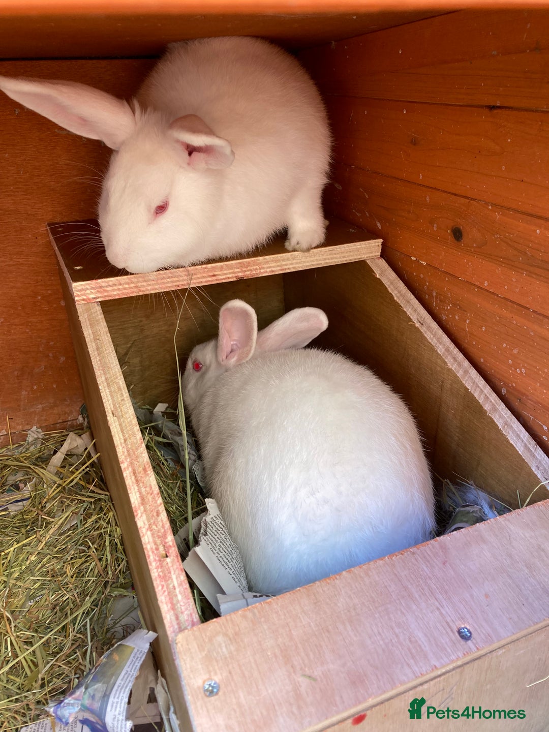 New Zealand rabbits for sale: Amazing New Zealand whites - Advert 4