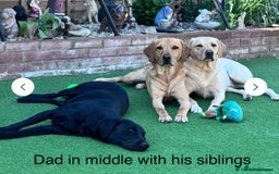 Labrador Retriever dogs for sale: Our beautiful Maggie is having babies 🐾 - Image 9